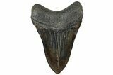 Fossil Megalodon Tooth - South Carolina #321836-1